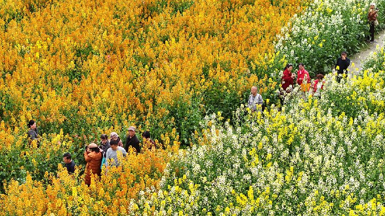 Chengdus_rapeseed_fields_bloom_in_a_colorful_spring_spectacle - My Global News: Young Voices Chengdu's rapeseed fields bloom in a colorful spring spectacle