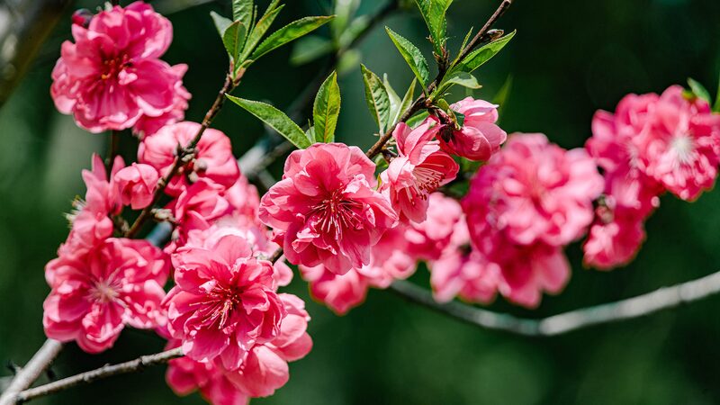 Spring Magic: China’s Blooming Gardens and Colorful Fields! China blooms in nature's vibrant awakening video poster