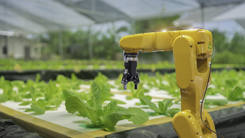 China_harnesses_AI_to_revolutionize_smart_breeding_crop_development - My Global News: Young Voices China harnesses AI to revolutionize smart breeding, crop development