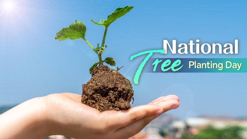 China's forest coverage surpasses 25%, leading global green expansion