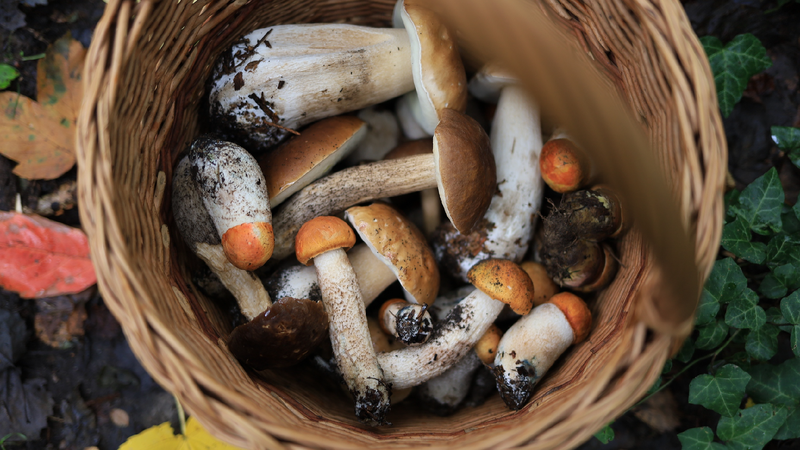 Chinas_forest_food_production_surpasses_200_million_tonnes - My Global News: Young Voices China's forest food production surpasses 200 million tonnes