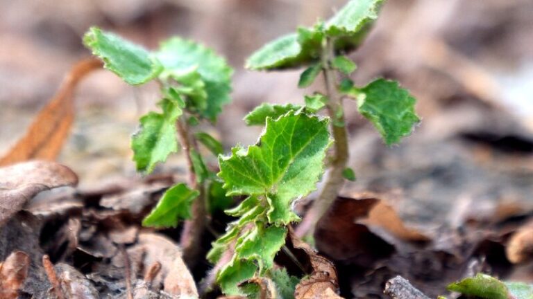 Chinese biologists develop nanomaterial to boost plant photosynthesis