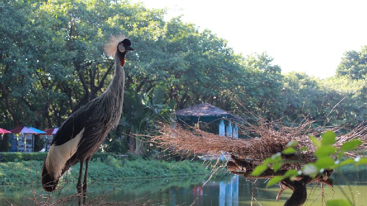 Cranes_from_East_Africa_thrive_in_their_habitat_at_Guangzhou_bird_park - My Global News: Young Voices Cranes from East Africa thrive in their habitat at Guangzhou bird park