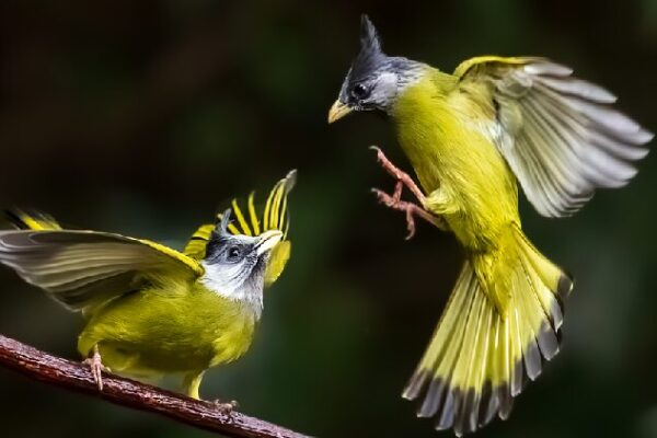 Playful Crested Finchbills Frolic in Yunnan’s Forests 🌳🐦 Crested finchbills dance among the branches in Yunnan