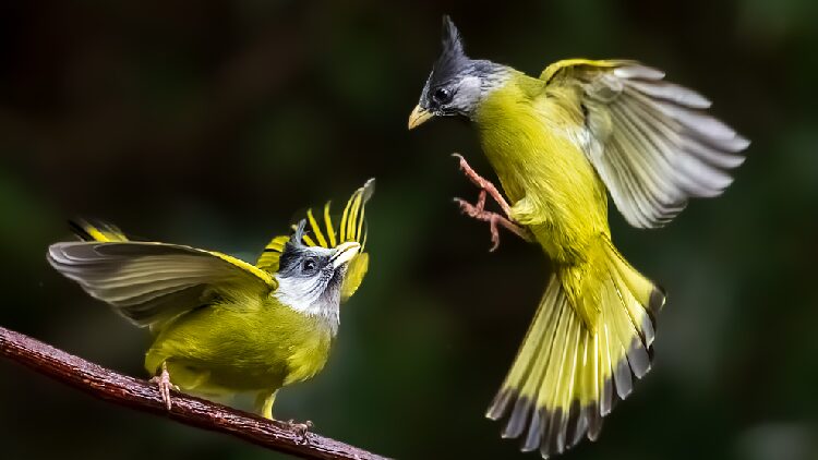 Crested_finchbills_dance_among_the_branches_in_Yunnan - My Global News: Young Voices Crested finchbills dance among the branches in Yunnan