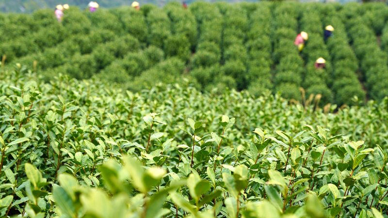 Early spring tea harvest boosts rural vitalization in east China