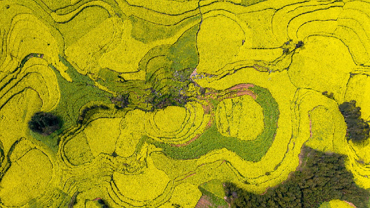 Experience the golden beauty of Yunnan's rapeseed fields