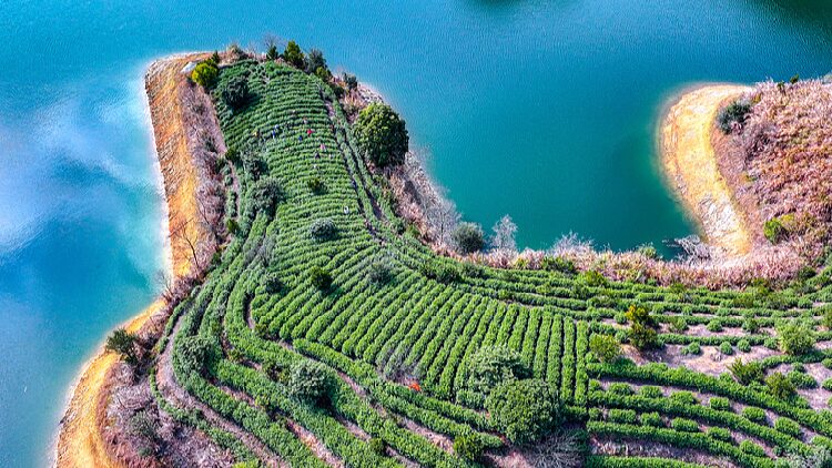Farmers_harvest_tea_in_Zhejiang - My Global News: Young Voices Farmers harvest tea in Zhejiang