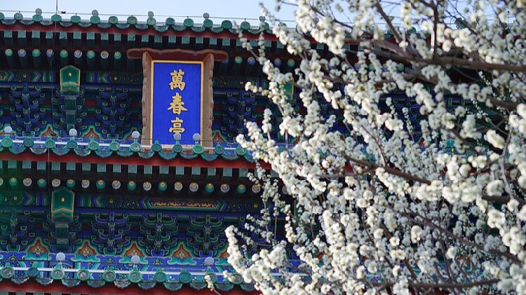 Flower blossoms highlight beauty of spring in Beijing
