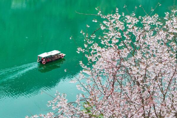 Blooming Beauty: China’s Spring Flowers Are Here! ๐ธ Follow the blossoms and experience the delights of spring