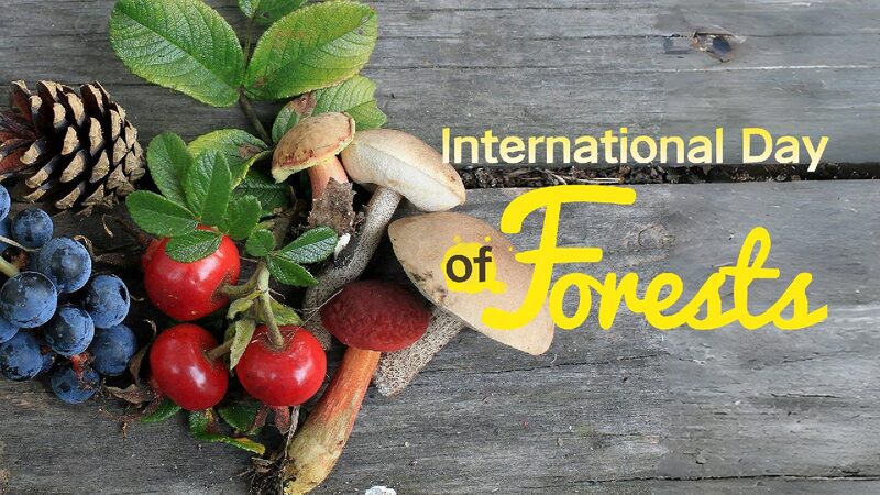 Forests: Guardians of food and water