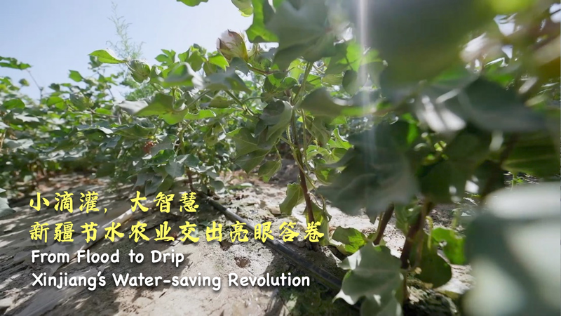 From_flood_to_drip_Xinjiangs_water-saving_revolution_poster - My Global News: Young Voices From flood to drip: Xinjiang's water-saving revolution video poster