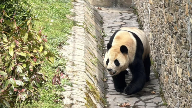 Giant panda Fu Bao responds proactively to visitors