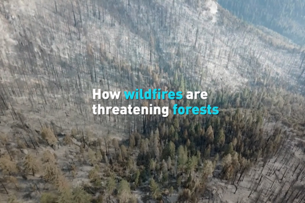 Wildfires Threaten Our Forests: Why It Matters π²π₯ How wildfires are threatening forests video poster