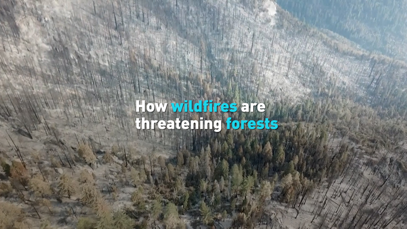 How_wildfires_are_threatening_forests_poster - My Global News: Young Voices How wildfires are threatening forests video poster
