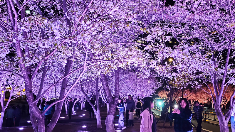 Illuminated_cherry_blossoms_in_Wuhan_enchant_visitors - My Global News: Young Voices Illuminated cherry blossoms in Wuhan enchant visitors