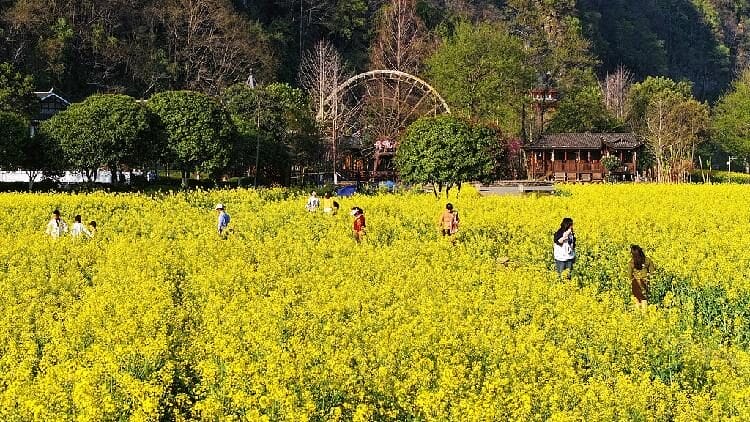 Live_Explore_fascinating_blooming_of_canola_flowers_in_E_China - My Global News: Young Voices Live: Explore fascinating blooming of canola flowers in E China