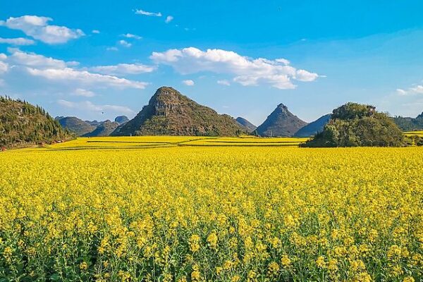 Live: Explore the dreamy blooming of rapeseed flowers in SW China