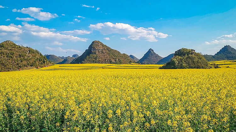 Live: Explore the dreamy blooming of rapeseed flowers in SW China