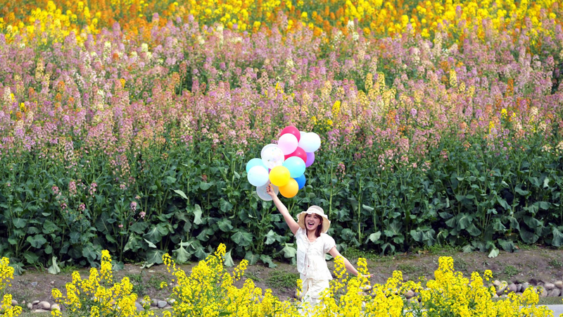 Live_Scientific_innovation_delivers_multi-colored_rapeseed_flowers - My Global News: Young Voices Live: Scientific innovation delivers multi-colored rapeseed flowers