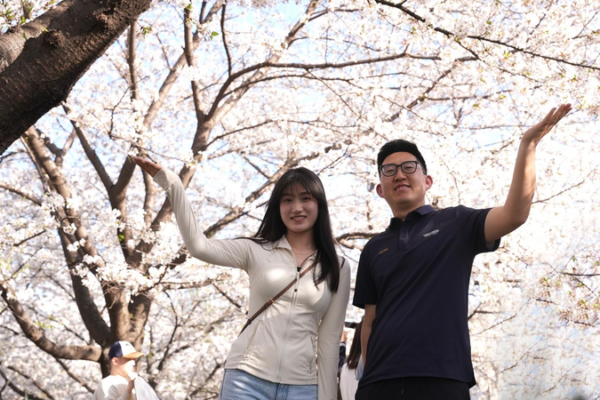 Blossoms and Bots: How Wuhan University’s Cherry Trees Meet High-Tech Magic Live: Unlocking how poetry and code share the same spring