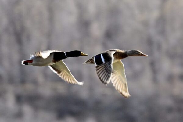 Live: Welcoming spring with migratory birds