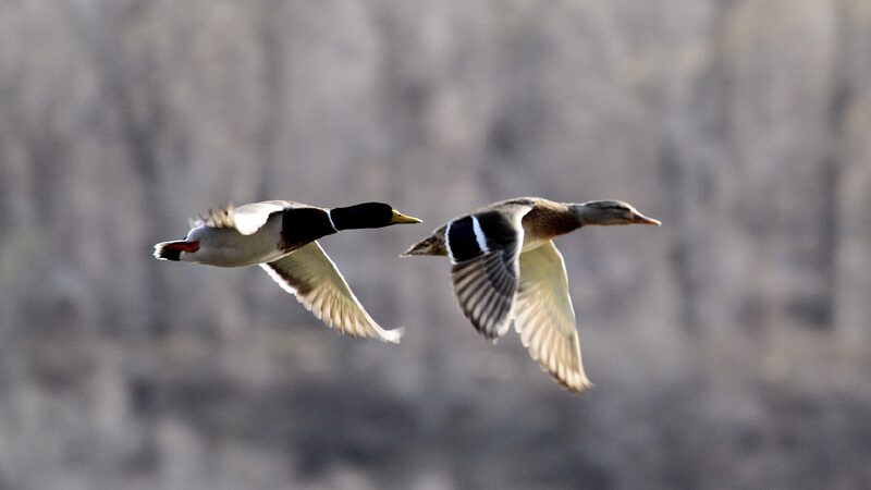 Live: Welcoming spring with migratory birds