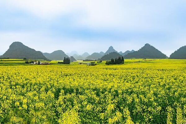 Experience the Golden Sea: Canola Flowers Blooming in Southwest China! Live: Witness canola flowers blooming in SW China – Ep. 3