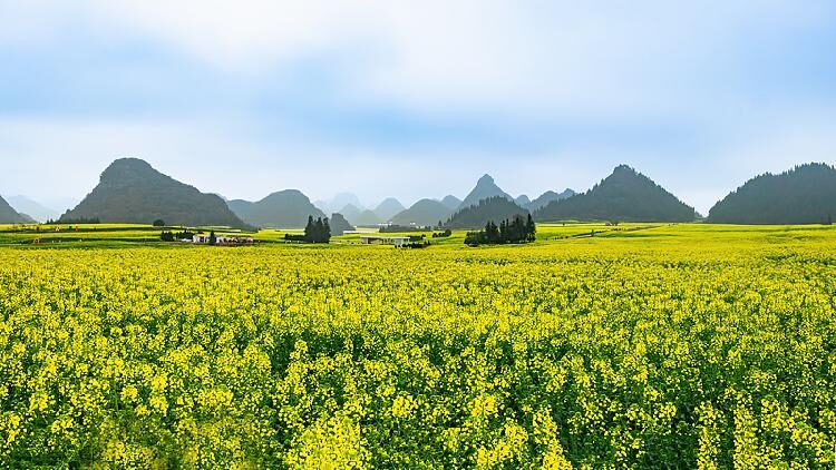 Live: Witness canola flowers blooming in SW China – Ep. 3