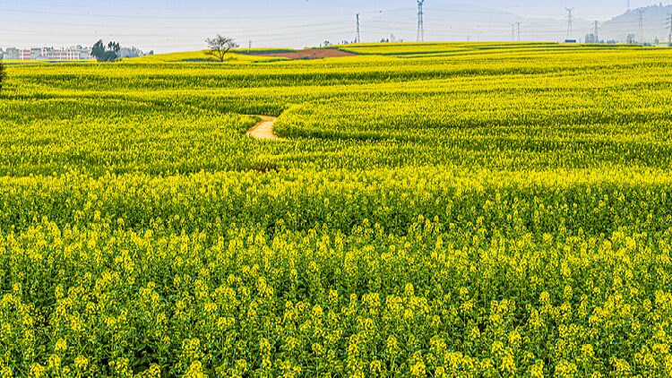 Live: Witness canola flowers blooming in SW China – Ep. 4