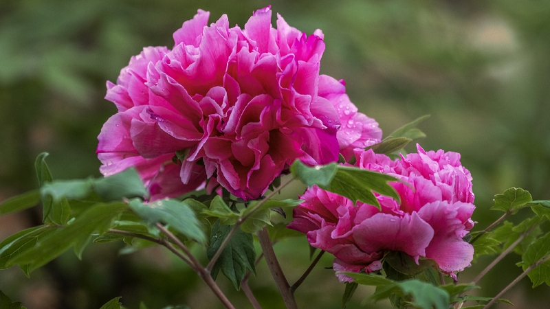Luoyangs_National_Peony_Garden_brightens_up_spring_with_blossoms - My Global News: Young Voices Luoyang's National Peony Garden brightens up spring with blossoms