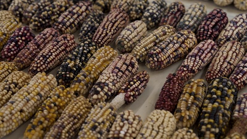 Mexico bans planting GMO corn seeds to protect native species video poster