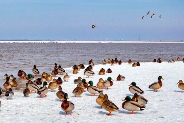 Migratory birds grace the Yellow River in Inner Mongolia