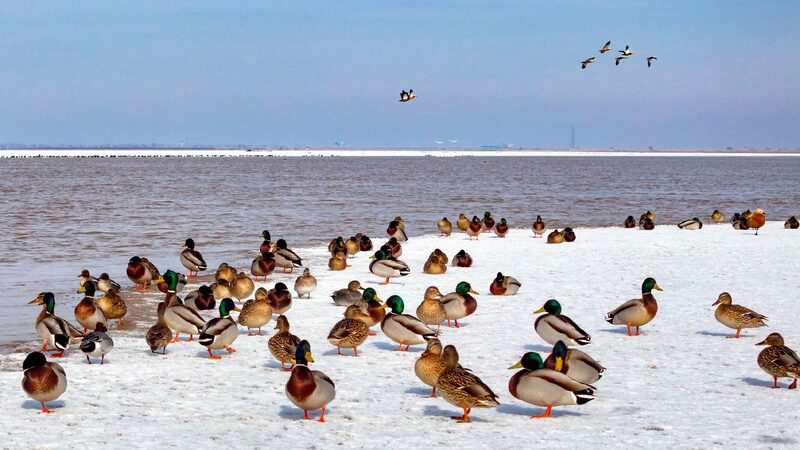 Migratory birds grace the Yellow River in Inner Mongolia
