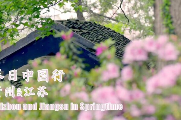 Discover China’s Stunning Rhododendron Blooms in Guizhou and Jiangsu! 🌸 Off to Jiangsu or Guizhou? See rhododendrons in full bloom! video poster