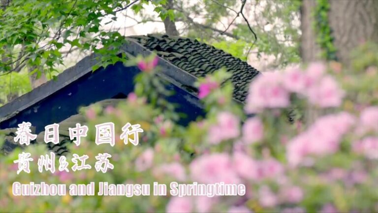 Off to Jiangsu or Guizhou? See rhododendrons in full bloom! video poster