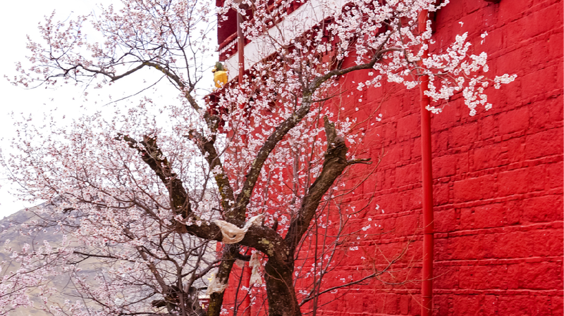Peach_blossoms_adorn_Pabongka_Temple_in_Lhasa - My Global News: Young Voices Peach blossoms adorn Pabongka Temple in Lhasa
