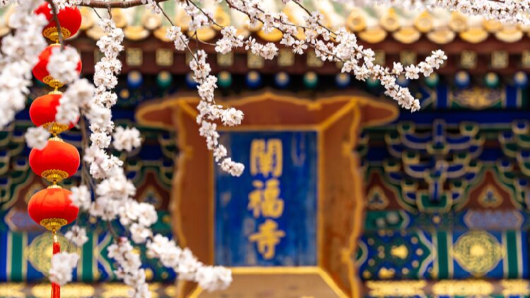 Peach blossoms flourish against historic backdrop in Beijing