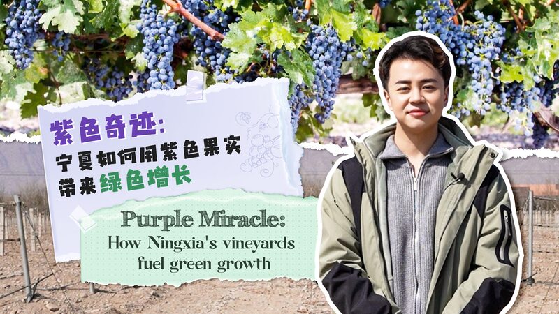 Purple_miracle_How_Ningxias_vineyards_fuel_green_growth_poster - My Global News: Young Voices Purple miracle: How Ningxia's vineyards fuel green growth video poster