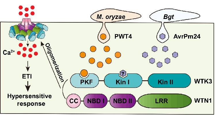 Scientists uncover novel immune mechanism of wheat tandem kinase