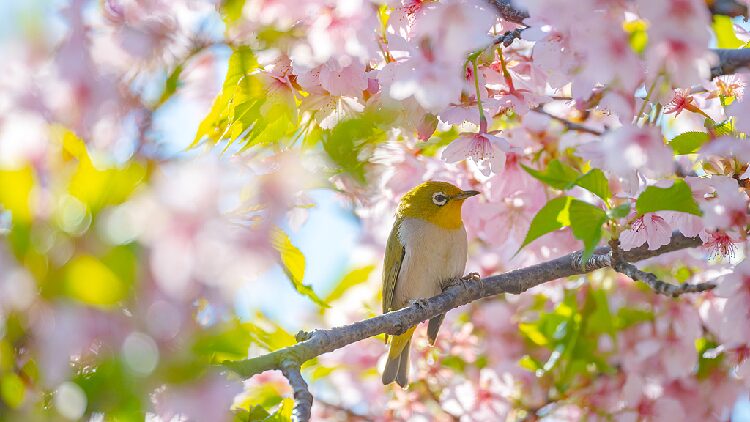 Sea_of_pink_cherry_blossoms_adds_to_romantic_atmosphere_of_spring - My Global News: Young Voices Sea of pink cherry blossoms adds to romantic atmosphere of spring