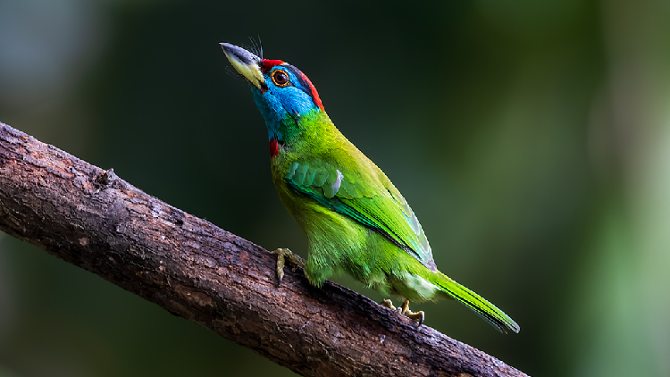 Spring_awakens_Baihualing_with_a_symphony_of_birdsong - My Global News: Young Voices Spring awakens Baihualing with a symphony of birdsong