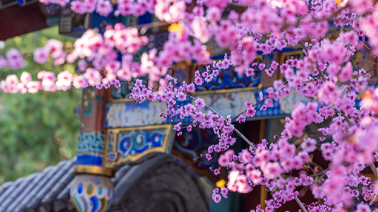 Spring blooms at Beijing's Zhongshan Park