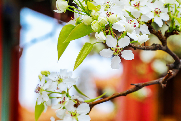 Spring_blossoms_bring_vitality_to_the_ancient_Forbidden_City - My Global News: Young Voices Spring blossoms bring vitality to the ancient Forbidden City
