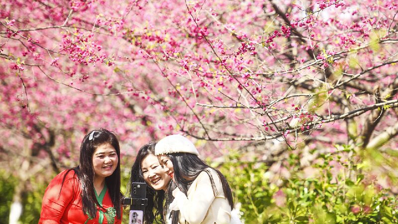 Spring_strolls_among_the_cherry_blossoms - My Global News: Young Voices Spring strolls among the cherry blossoms
