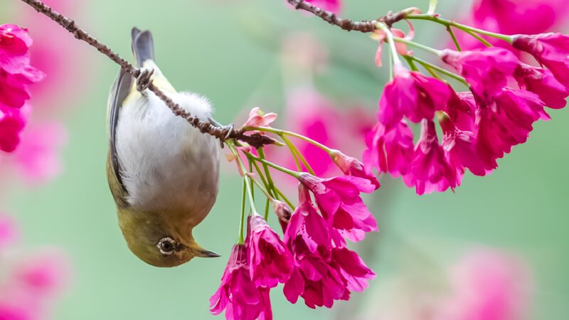 Swinhoes_white-eye_feeds_on_flowering_cherry_blossoms - My Global News: Young Voices Swinhoe's white-eye feeds on flowering cherry blossoms