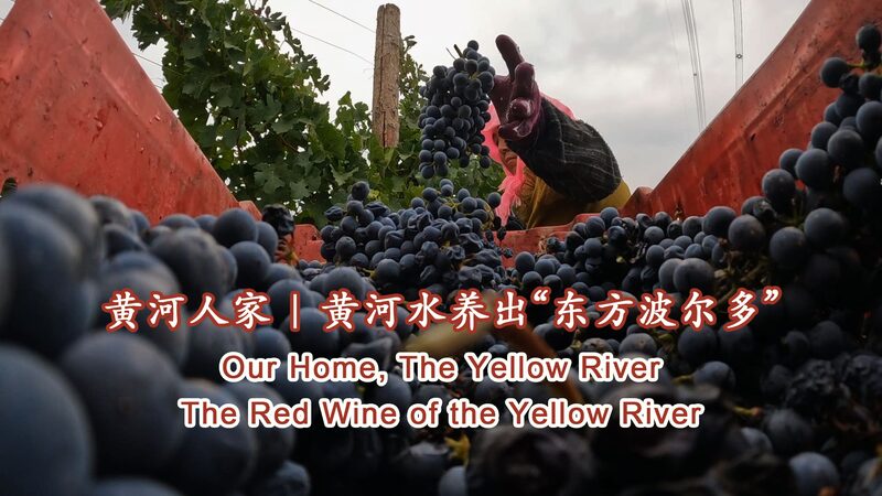 The red wine of the Yellow River video poster