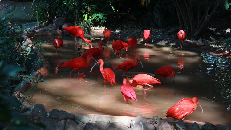 The scarlet ibis: The world's reddest bird