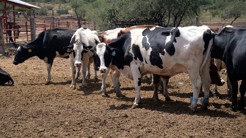 US-Mexico_trade_tensions_threaten_agriculture_poster - My Global News: Young Voices U.S.-Mexico trade tensions threaten agriculture video poster