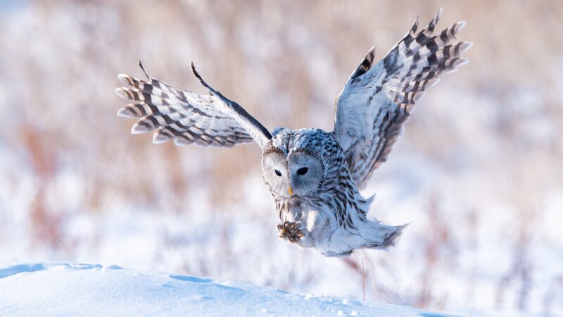 Ural_owl_hunts_in_Inner_Mongolias_winter_forests - My Global News: Young Voices Ural owl hunts in Inner Mongolia's winter forests